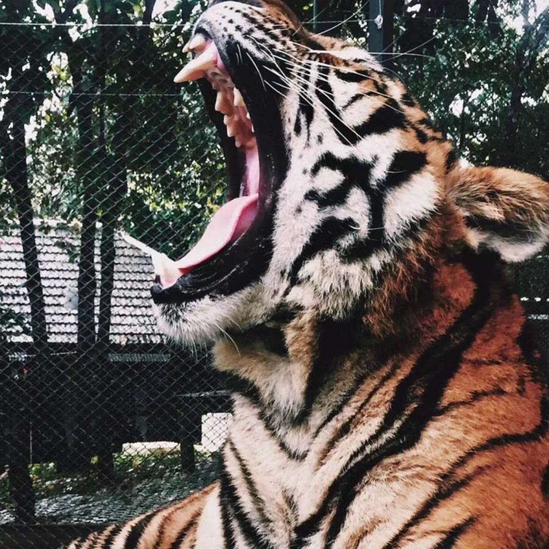 福將