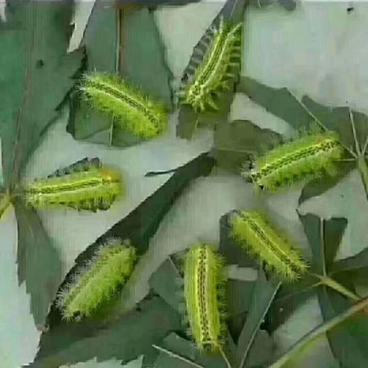 毛♛毛