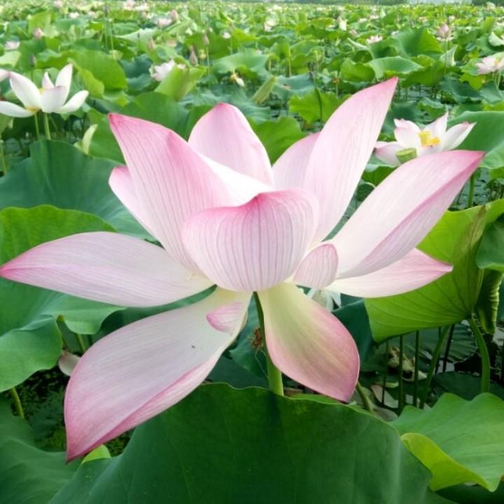 雨  荷
