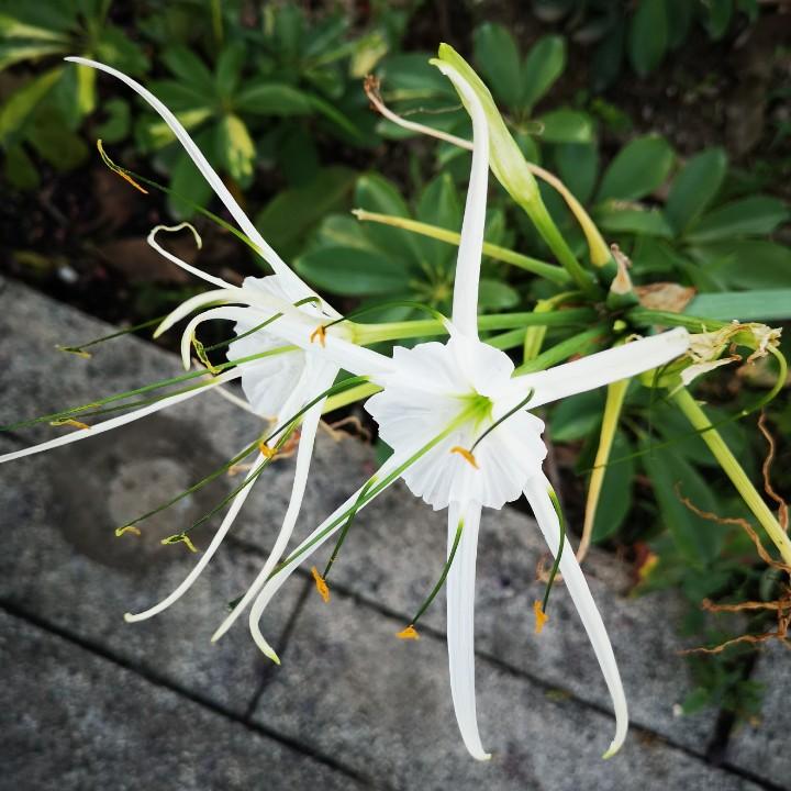 婉兒
