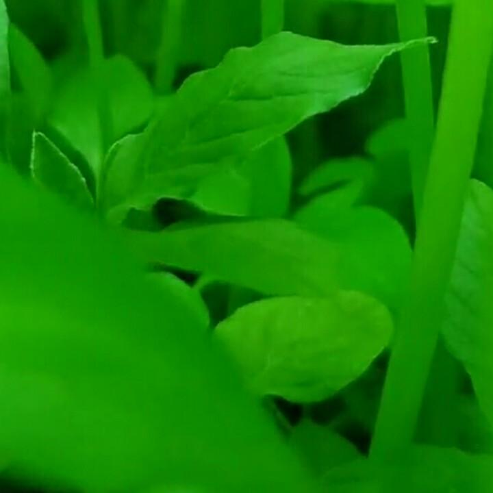 六六
