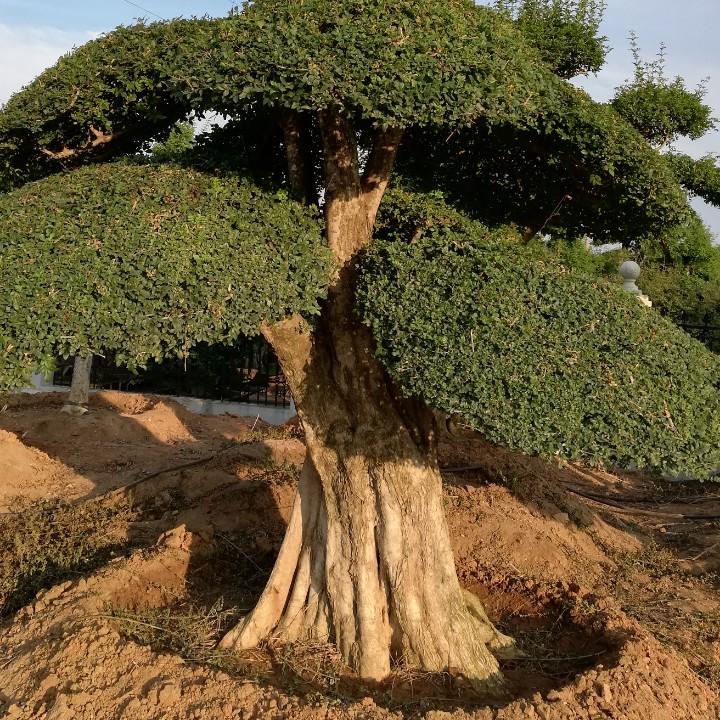 京山对节白蜡园艺