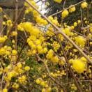 正大光明六米八货车