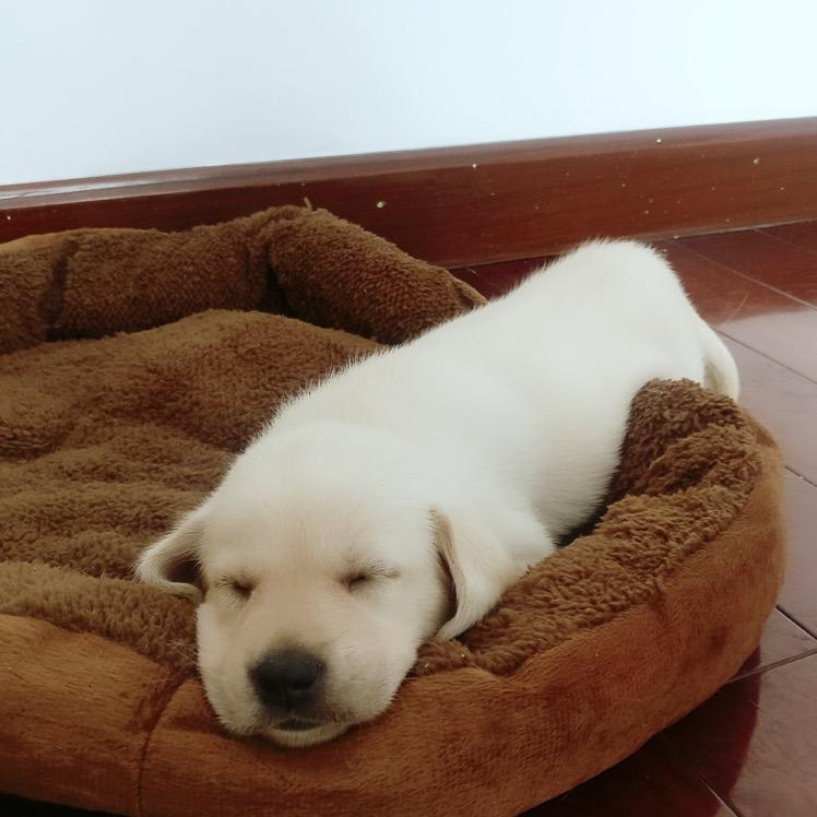 小小小小小炫哥