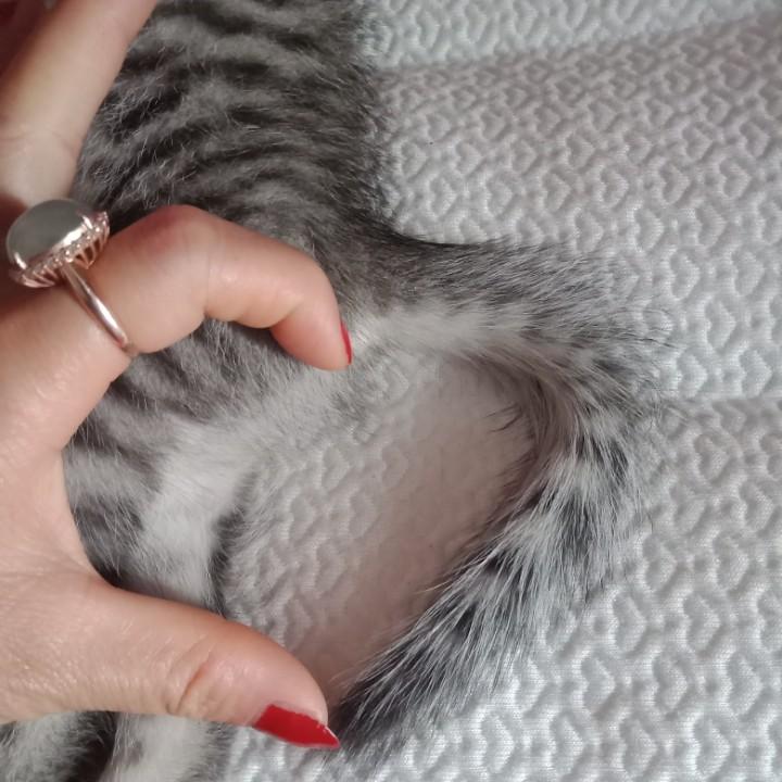 唐糖爱宠官方号