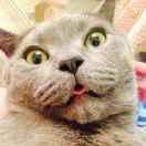 喵喵和猴