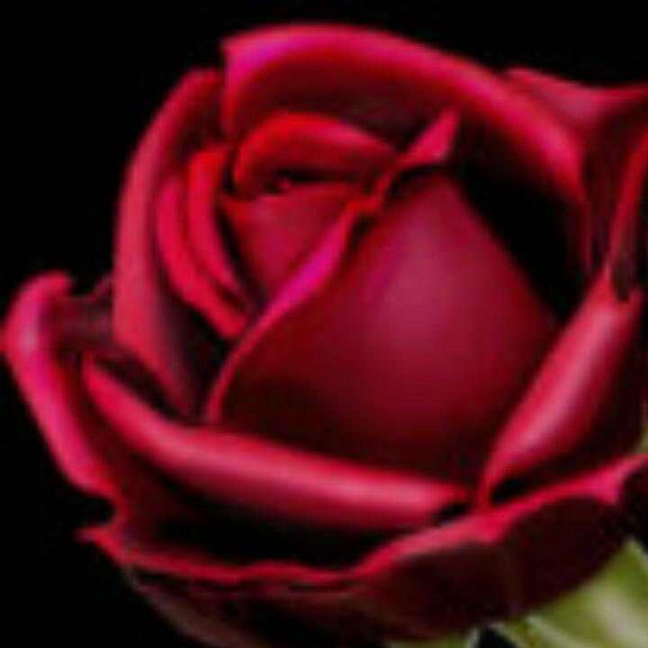 浅蓝色的花《拒闲聊》