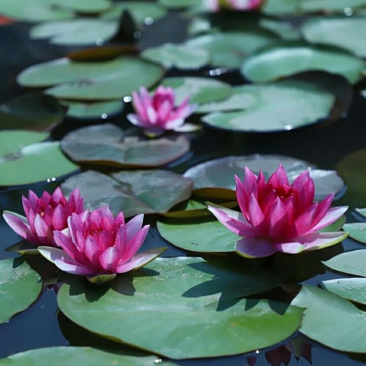 琳琳