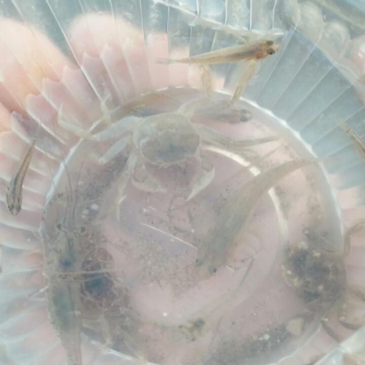 小鱼儿
