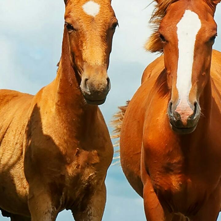 山西运城至江浙沪水果零担全境