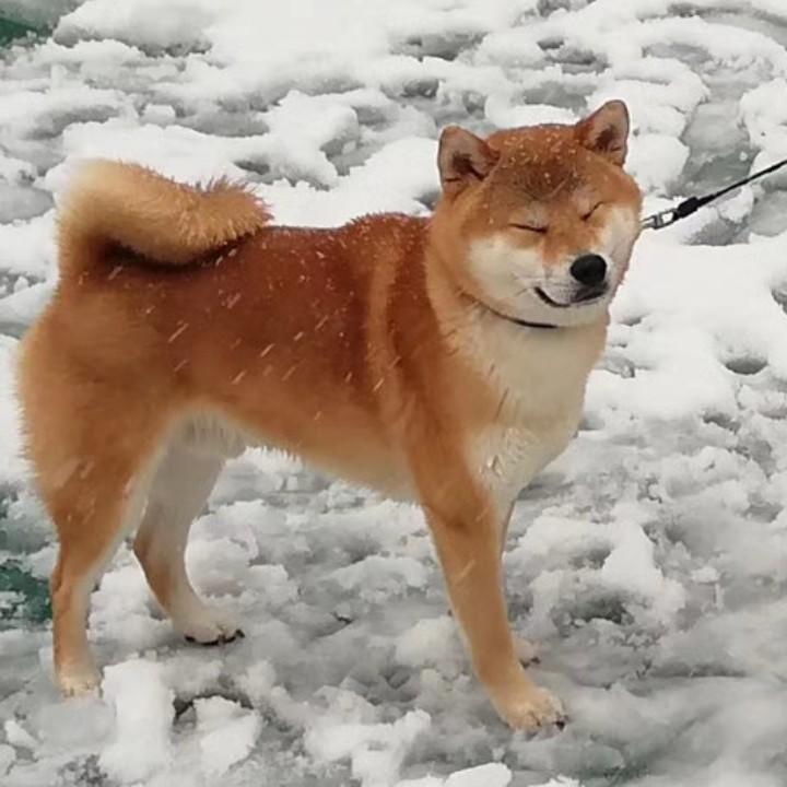 一天半