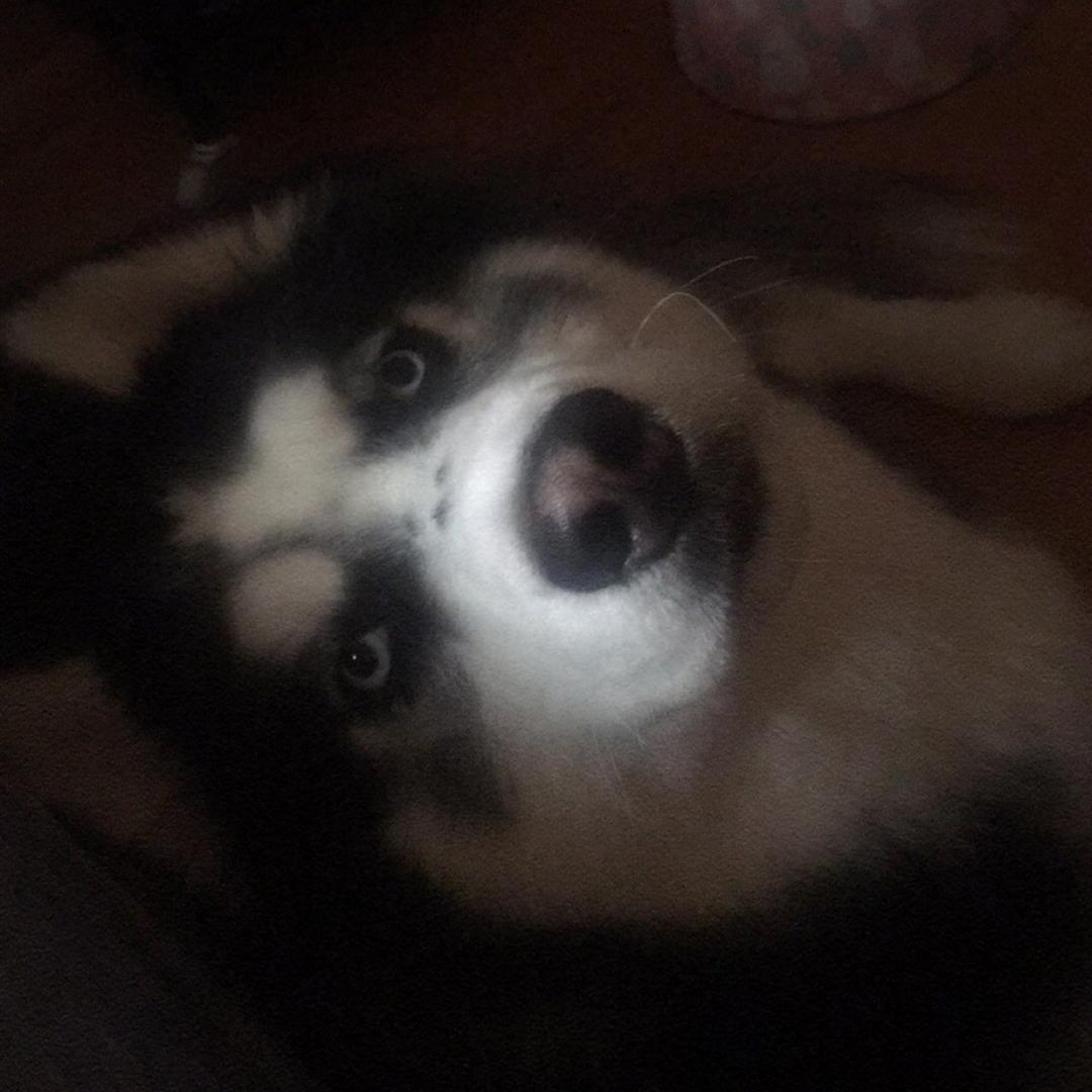 我是紫杨小淘气 面对世界很好奇