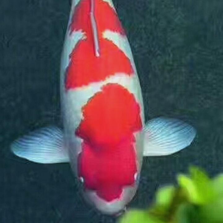 顺兴海涛