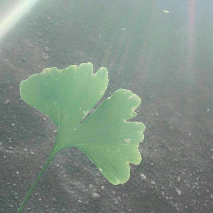 AA洋葱圈（点赞互关）