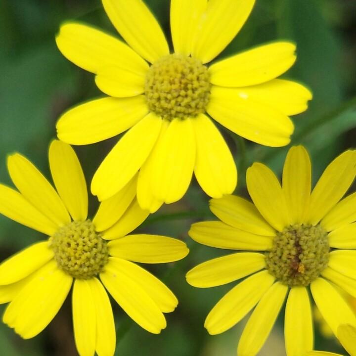 我叫娜(不允许连赞)