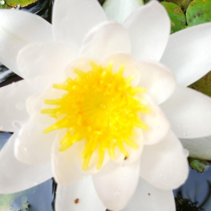 雪莲花户6642776999658
