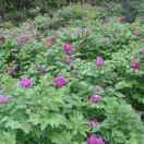 彭水县如意南方五金机电