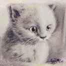 猫咪老师（爱画画🌹）