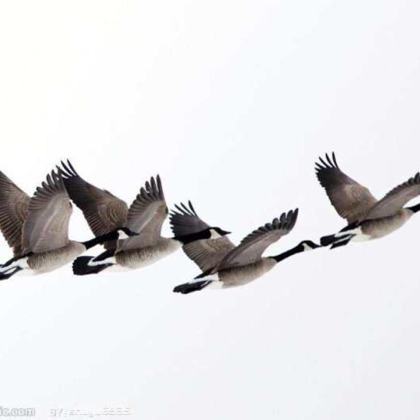一群大雁
