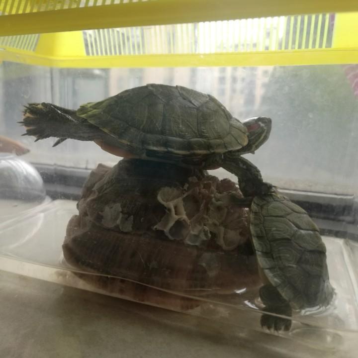 安吉钦然茶品精选店
