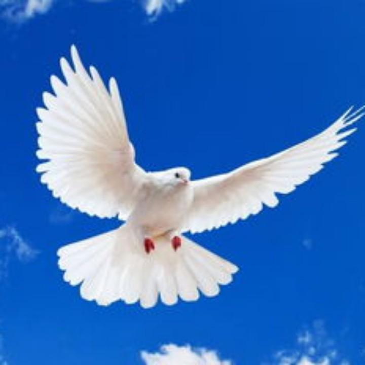 和平鸽