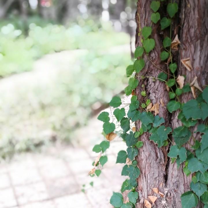 看！是葫芦呀