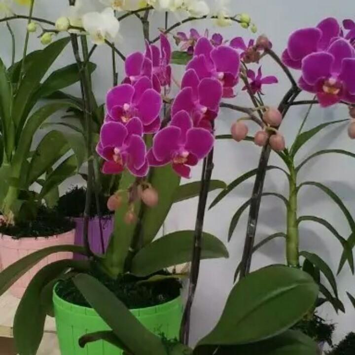 思念