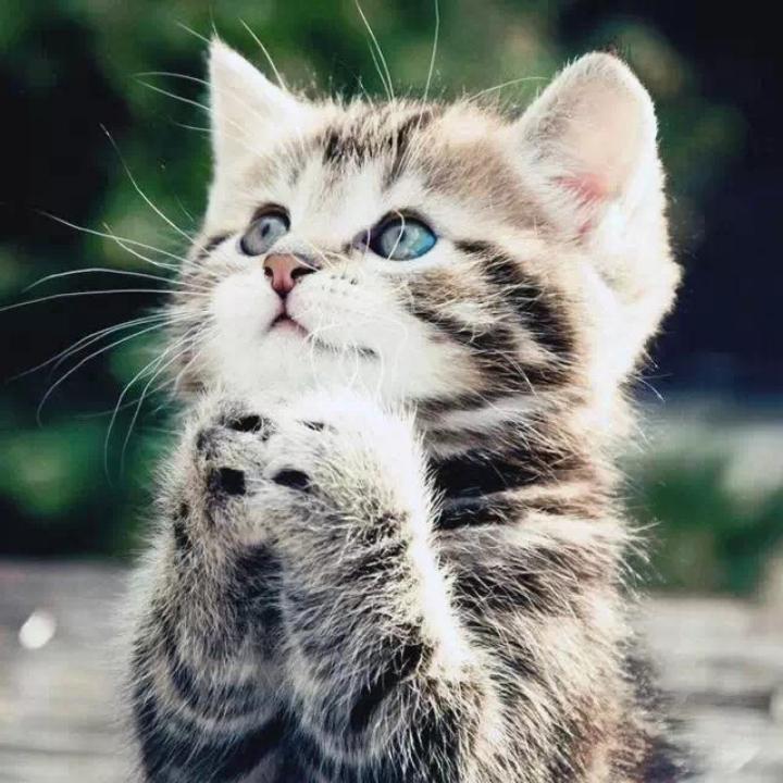 华夏西北第二猛男