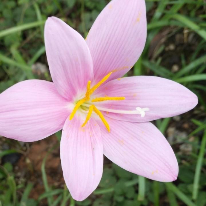 媛媛🌸向日葵
