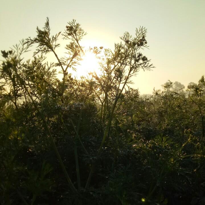 大陆吴先森