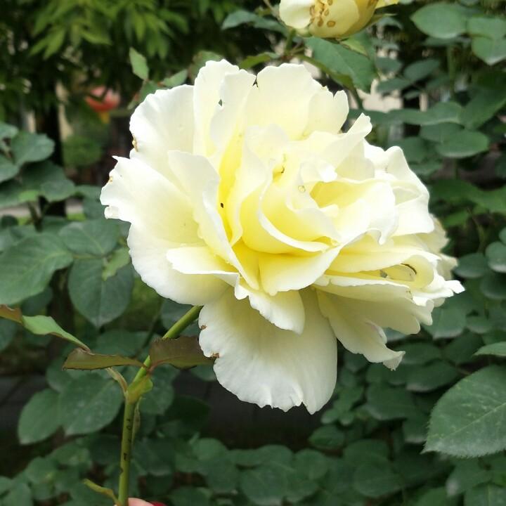 惊鸿雁🙆