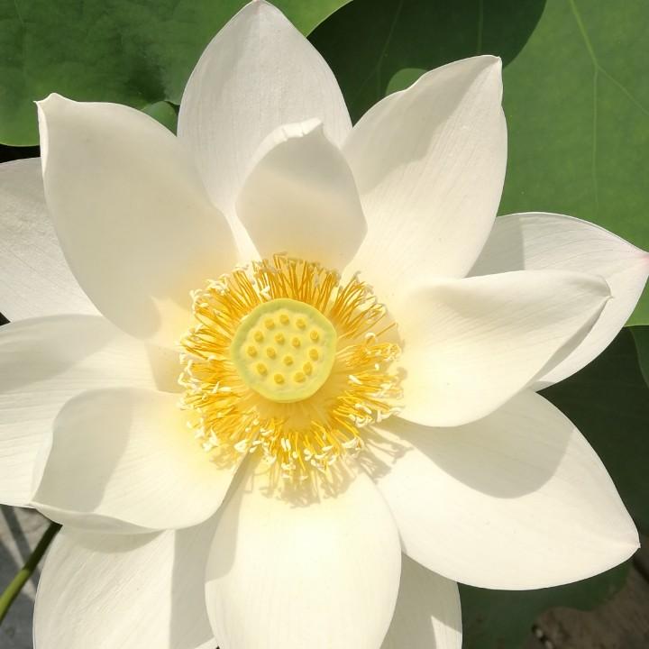 米朵