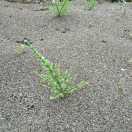 A专业砂石销售 挖机拖车出租