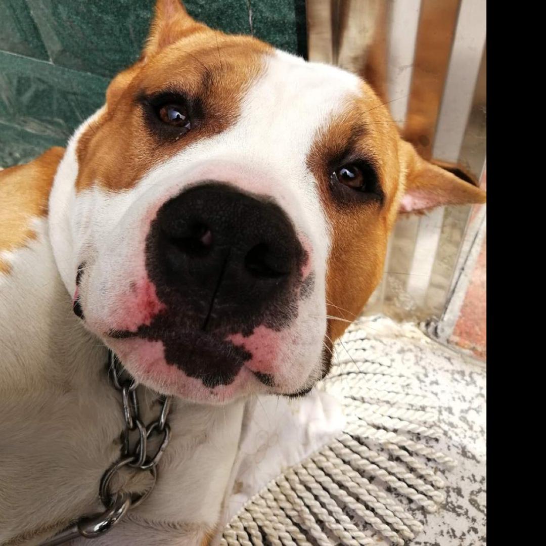 银川嘎子(撒野露营版）