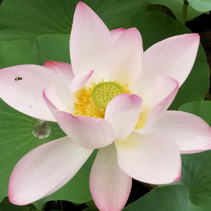 王鑫