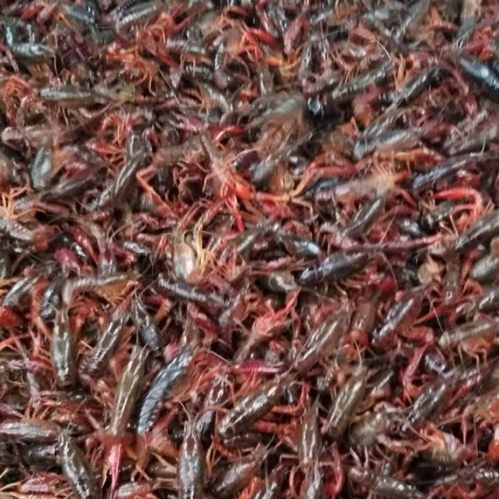龙虾🦞养殖