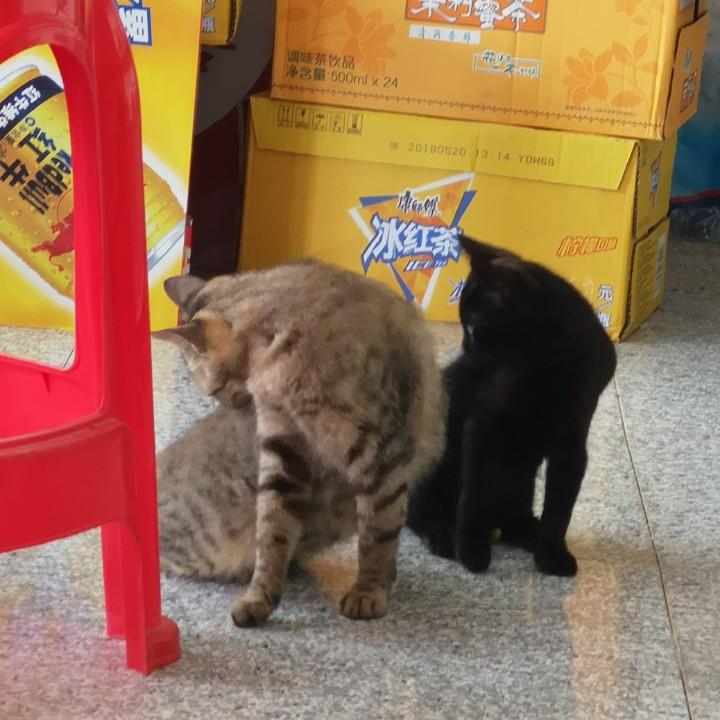 嘿嘿嘿