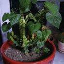 🐰阳春白雪🐰