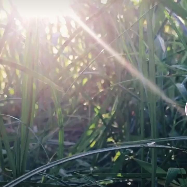 樱花树下