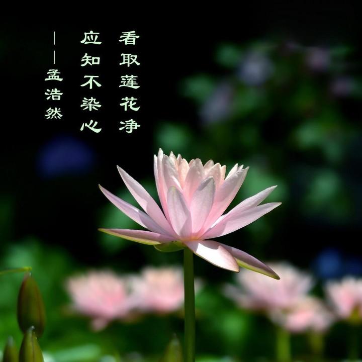一桥  一道桥