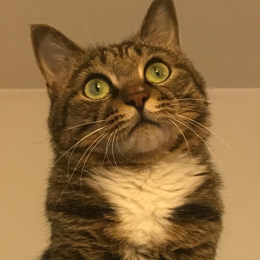 壮壮