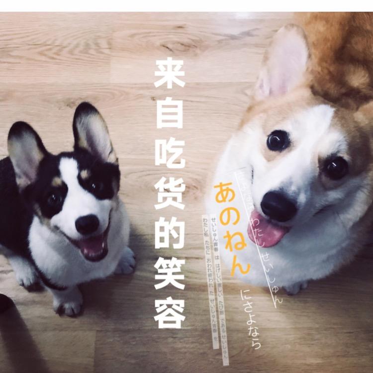 我家短腿叫吧唧
