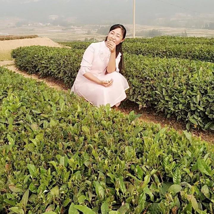 清韵茶香