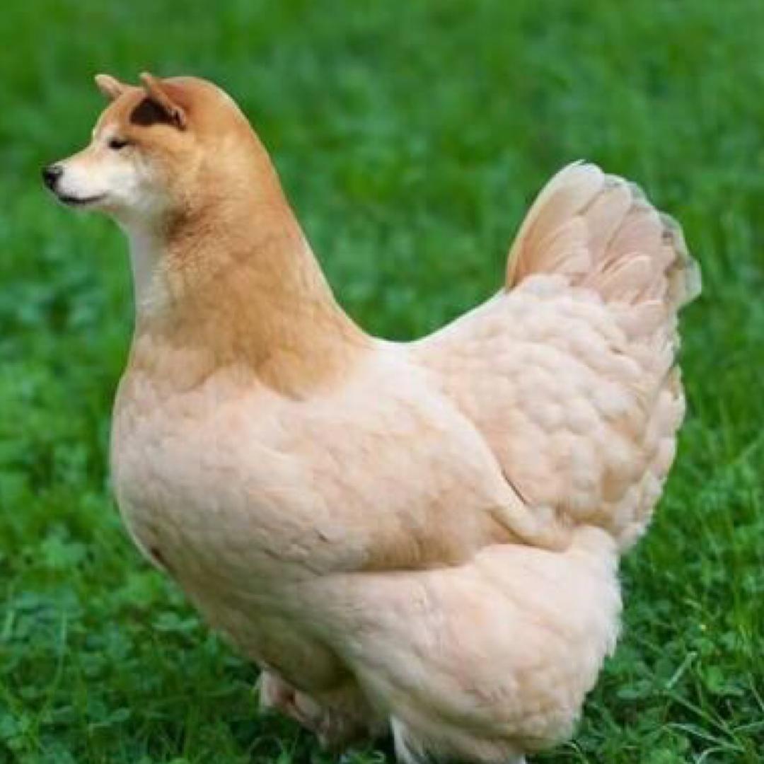 啷个里格隆