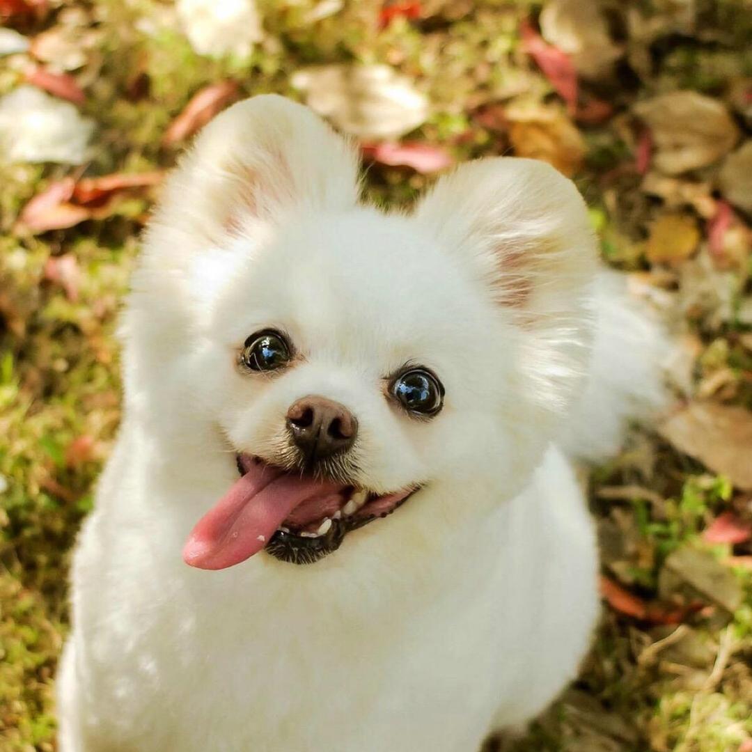 我叫吕大力(˵¯͒〰¯͒˵)