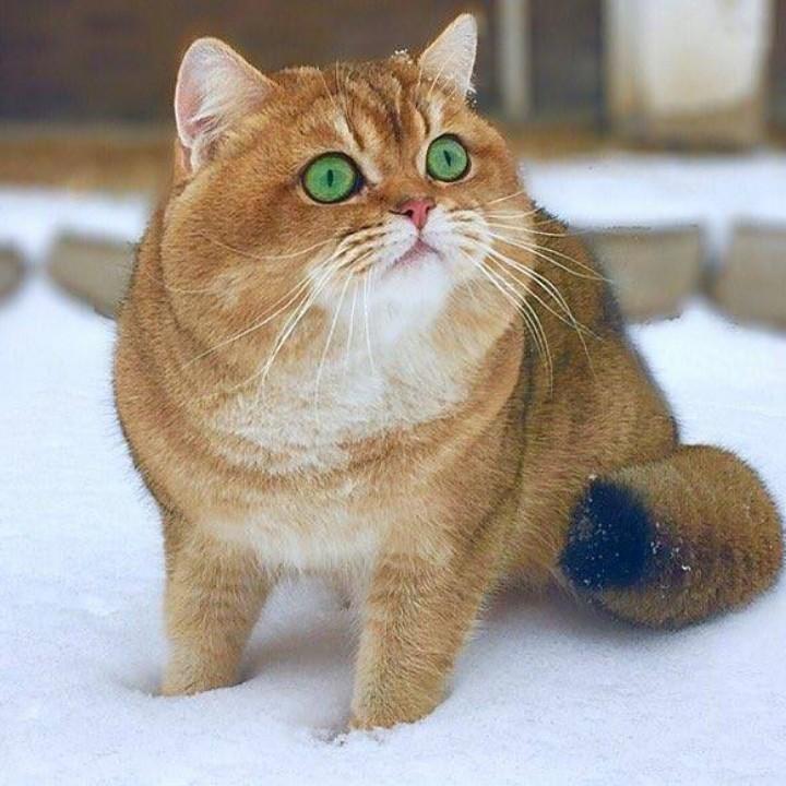 霉老板