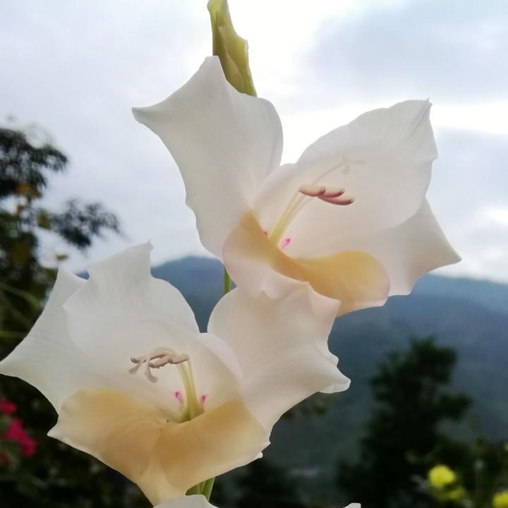 罗艳