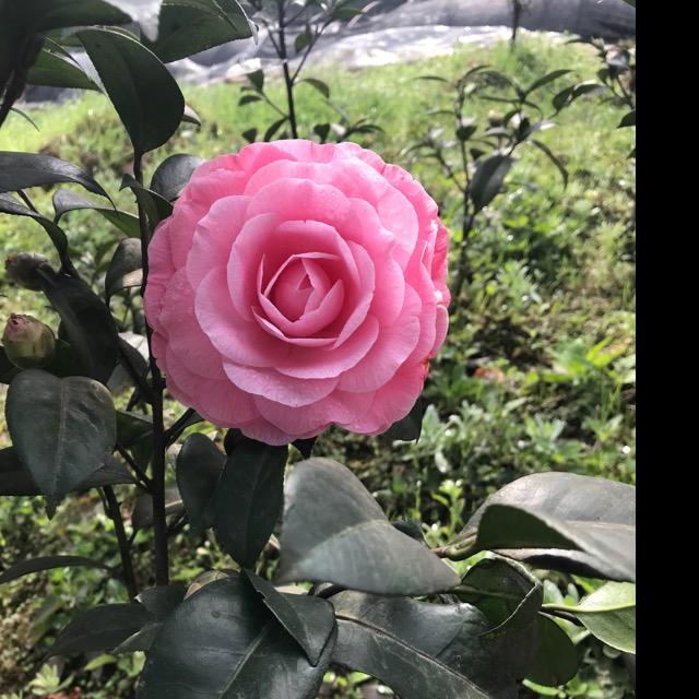 四川高县吉鸿茶花基地