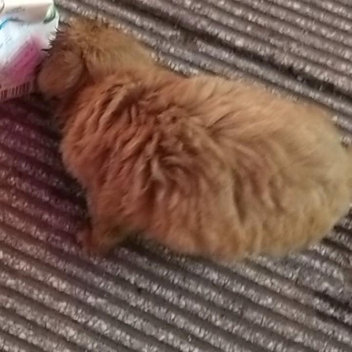老狼