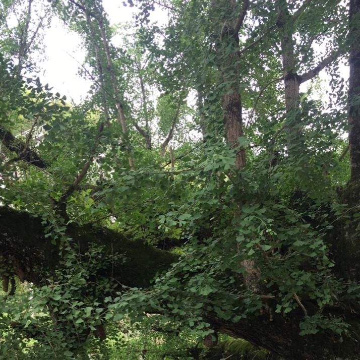 默默